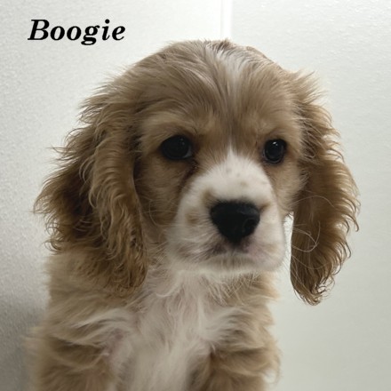 puppy, for, sale, Cocker Spaniel, Joe & Cherri  Overlease, dog, breeder, Miller, MO, dog-breeder, puppy-for-sale, forsale, nearby, find, puppyfind, locator, puppylocator, aca